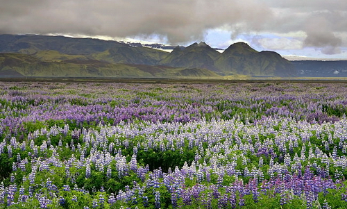 Исландия - Индивидуальные туры - Путешествие по Исландии