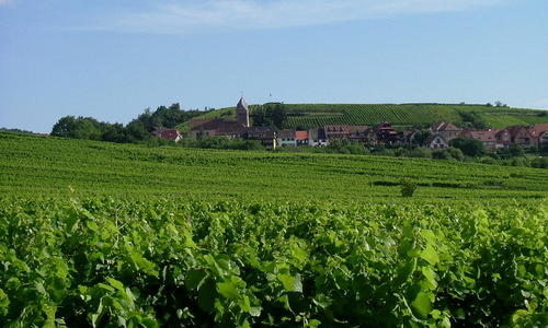 Франция - Гастрономические туры - Эльзас – дорога белых вин