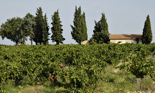 Франция - Гастрономические туры - Тулон и Шалфейная долина. Провансальские вина