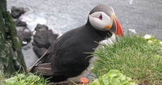 Наблюдение за птицами в Исландии