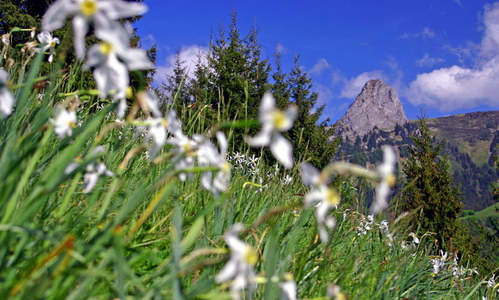 Швейцария - Экскурсионные туры - Секреты альпийских долгожителей